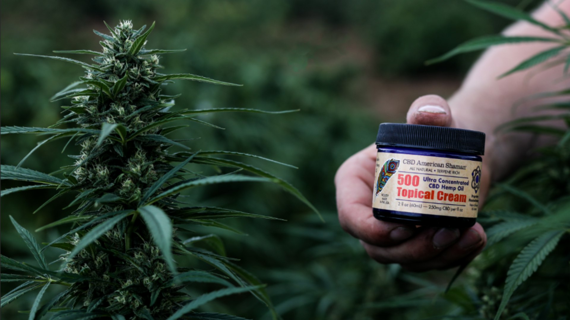 CBD American Shaman Cover Photo