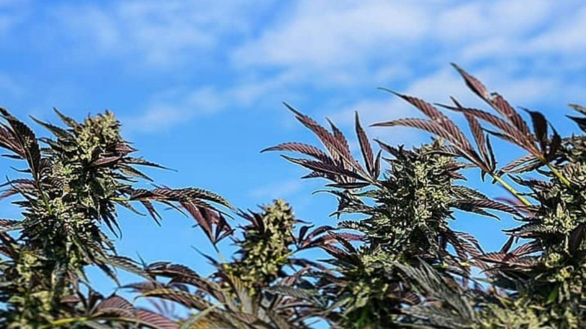 Twenty20 Mendocino Cover Photo