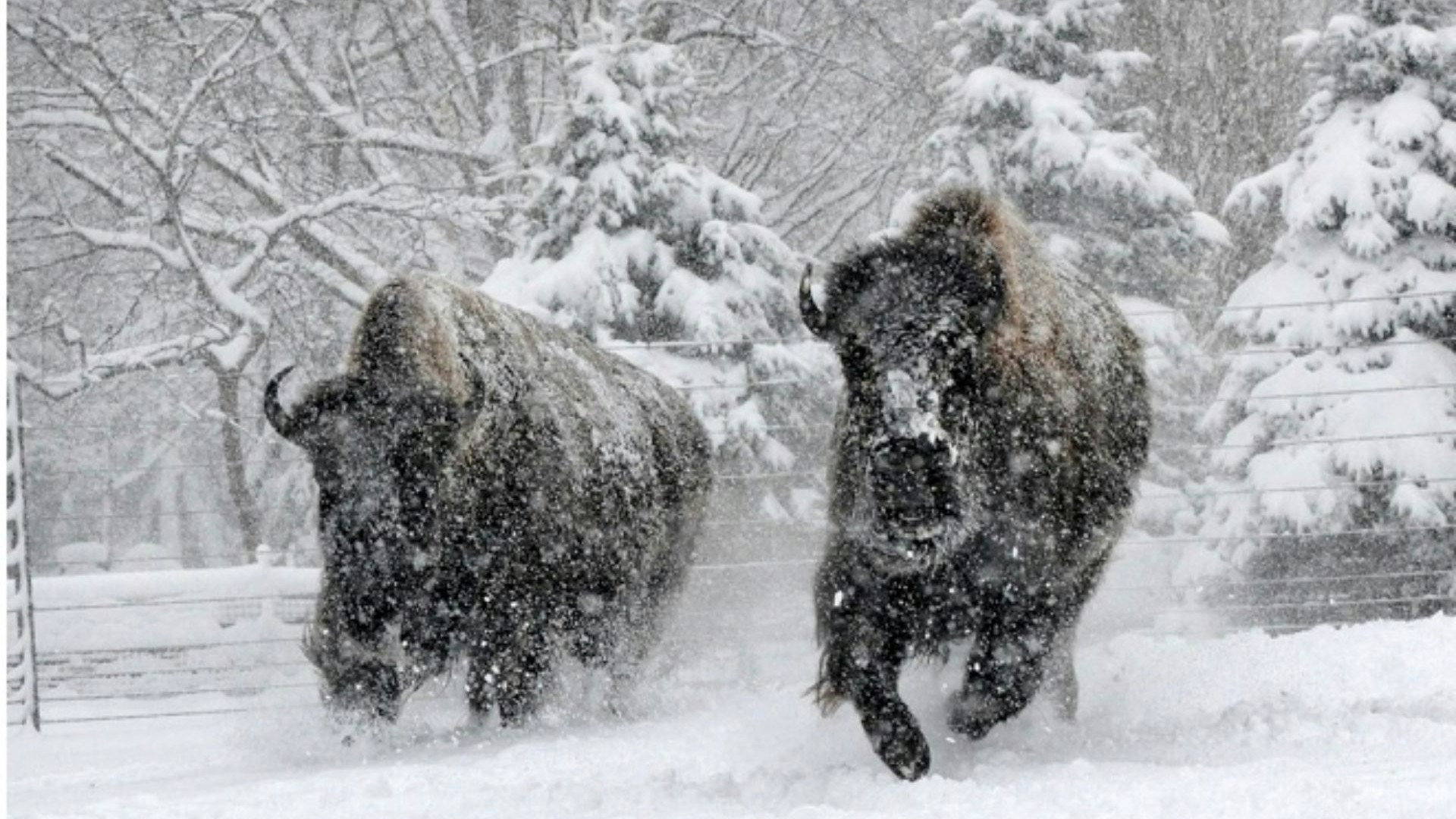 Bison Extracts Cover Photo