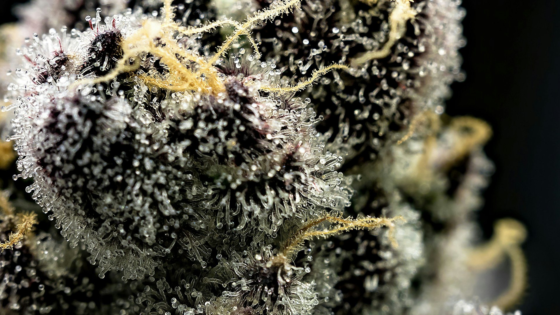 Portland Extracts Cover Photo