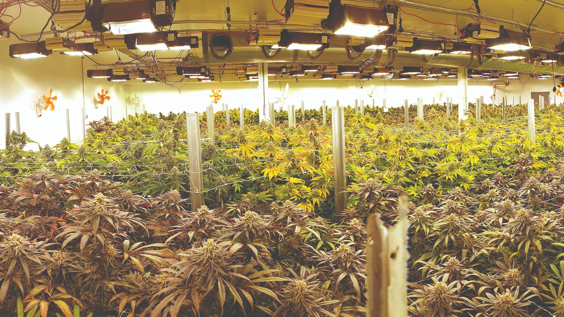House of Cultivar Cover Photo