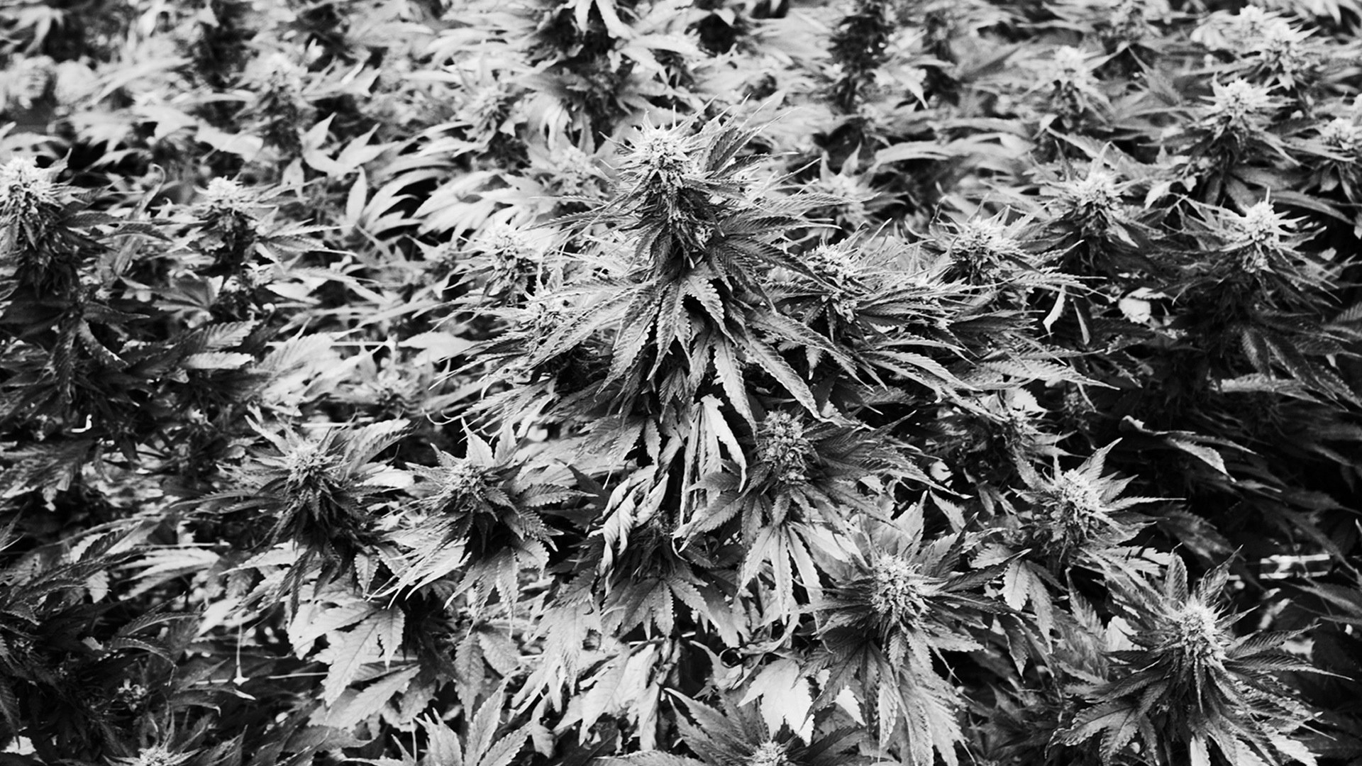 Pilot Farm Cover Photo