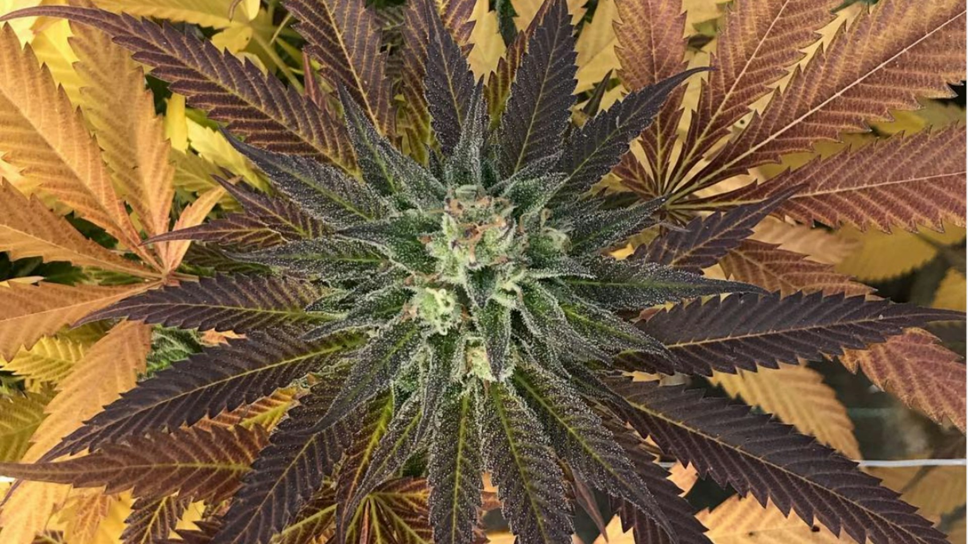 Mother Magnolia Medicinals Cover Photo