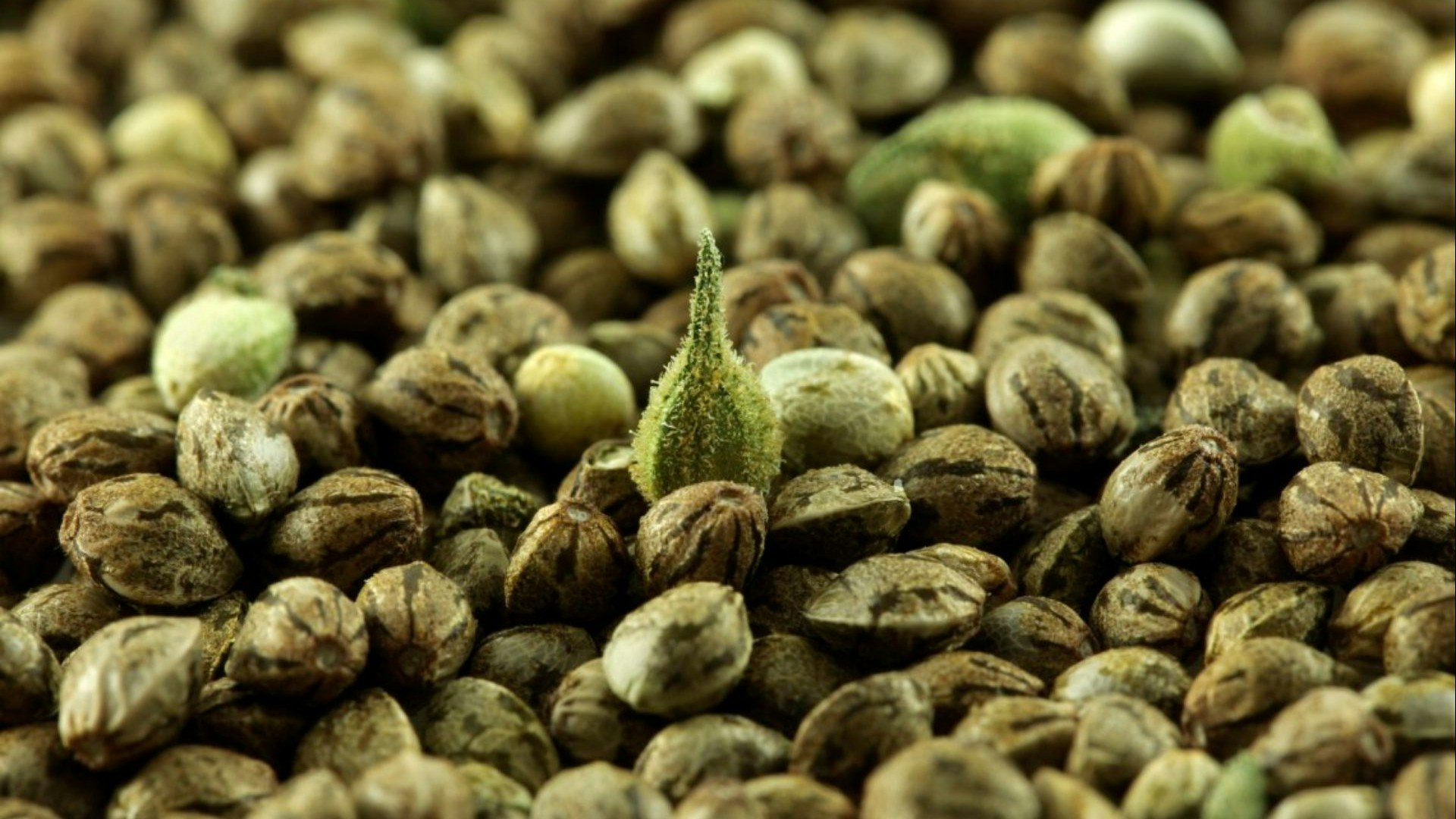 Weedseedsexpress Cover Photo