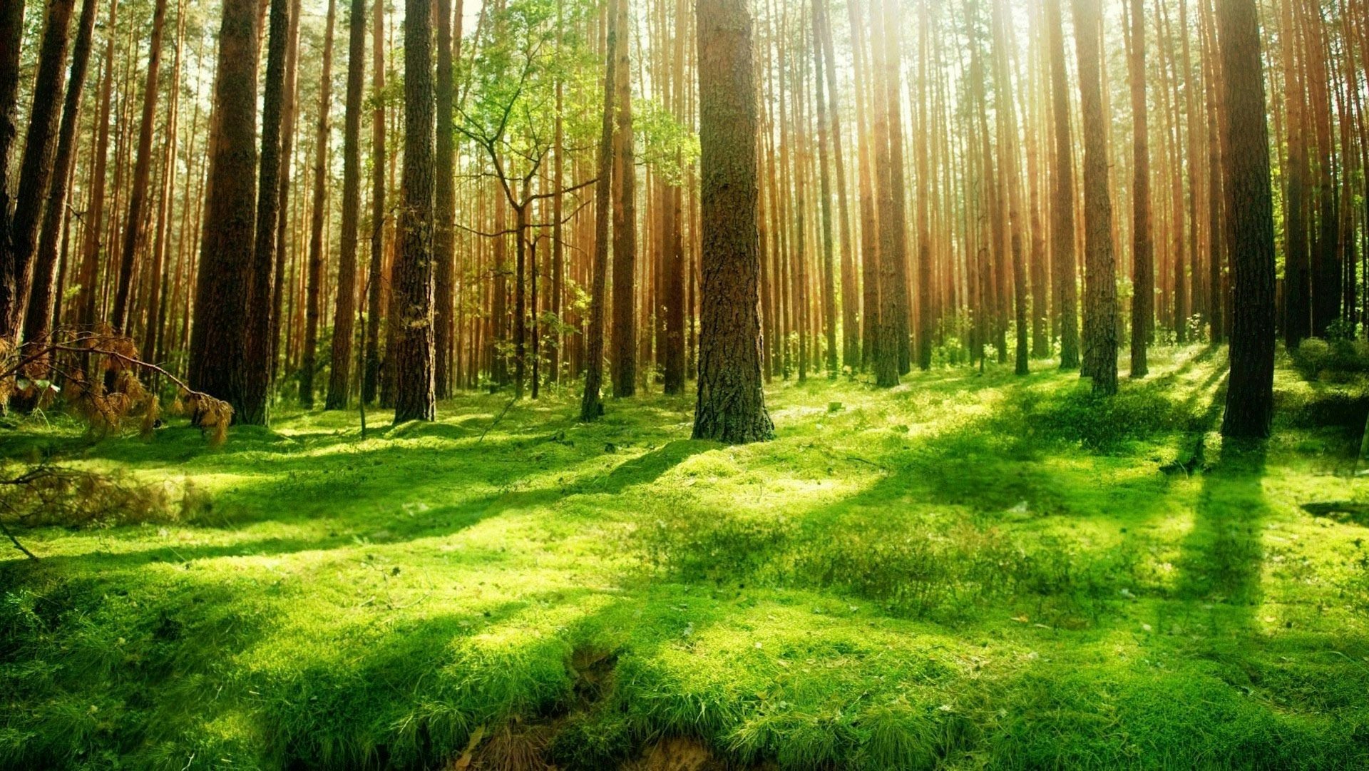 Northern Green Canada Cover Photo