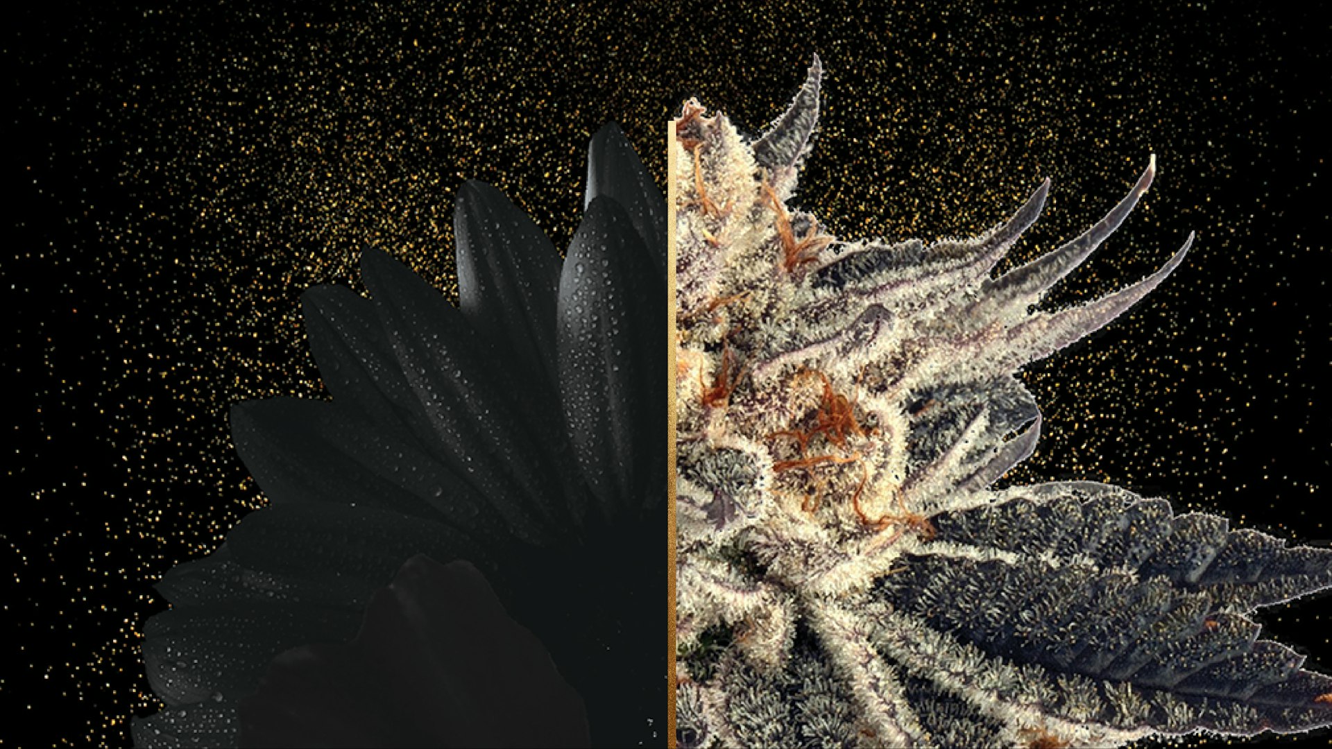 Cream of the Crop Gardens Cover Photo