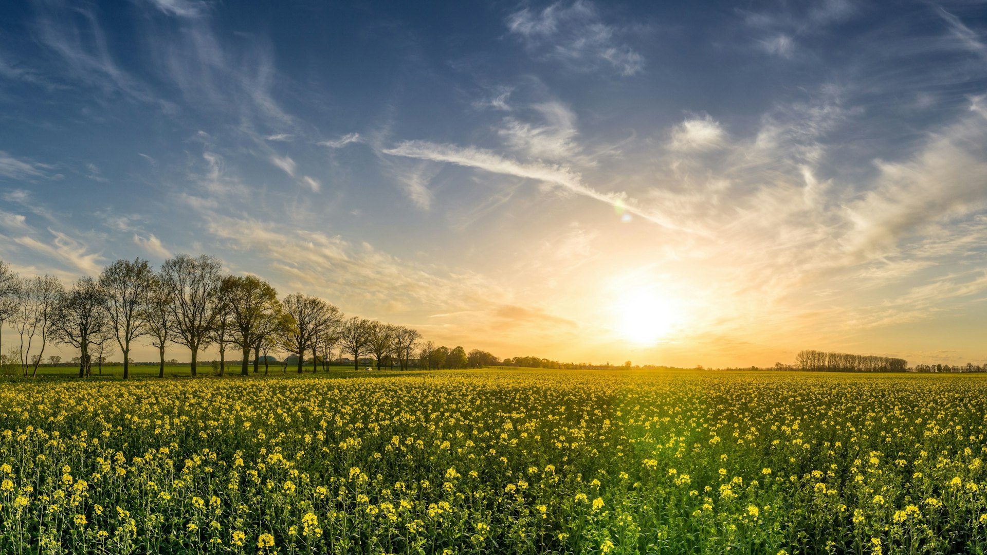 Anavii Market | Premium Verified Hemp-Derived CBD Oil Cover Photo