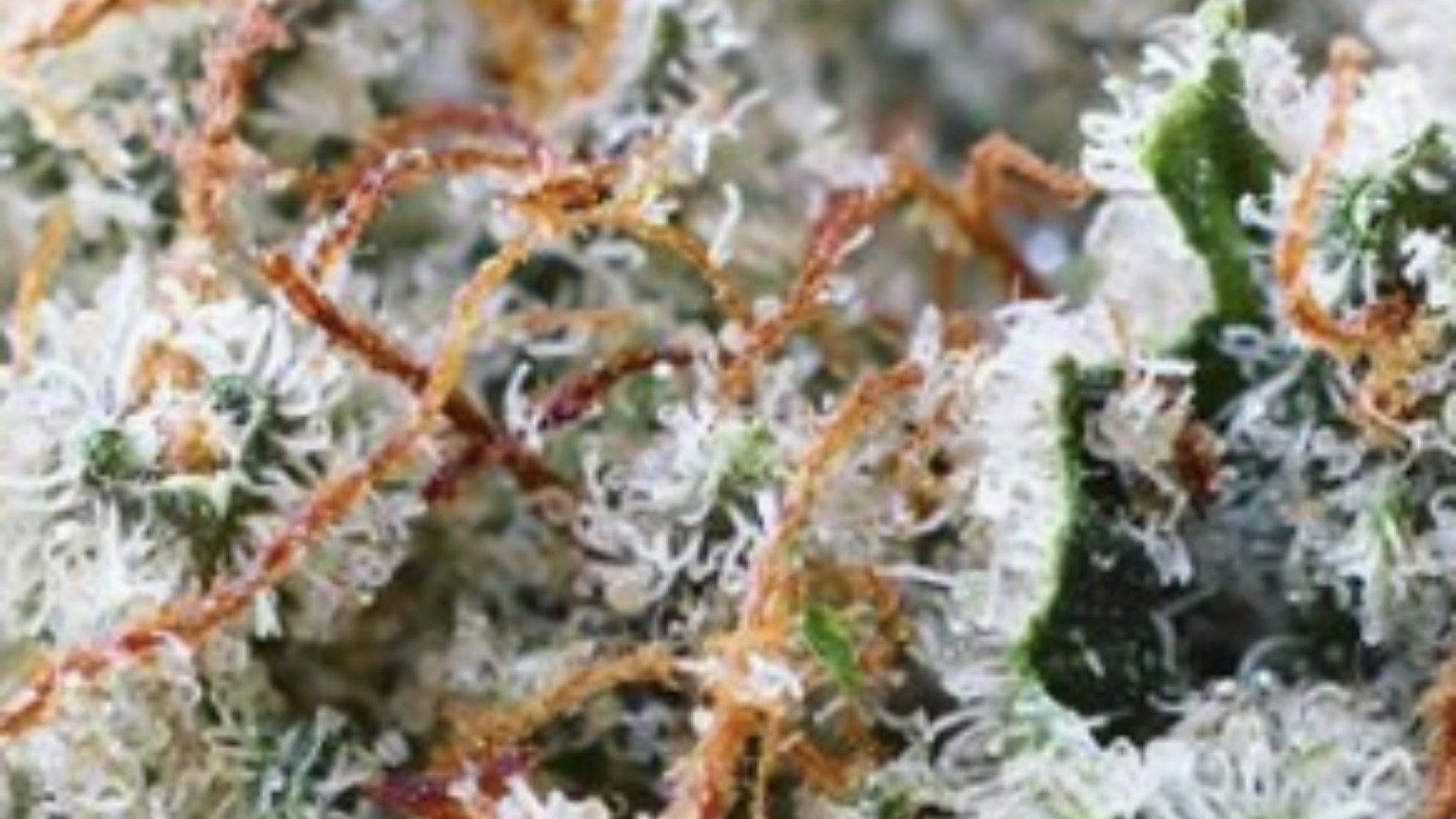Bula Farms Cover Photo