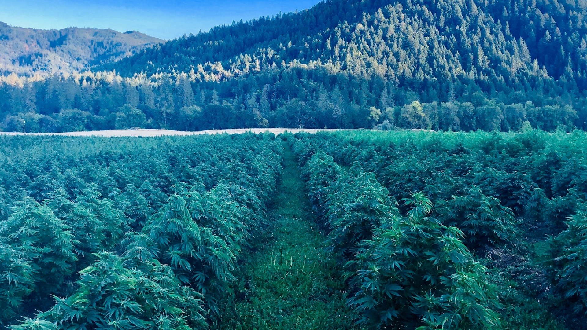 Hemp Worldwide Farms Cover Photo