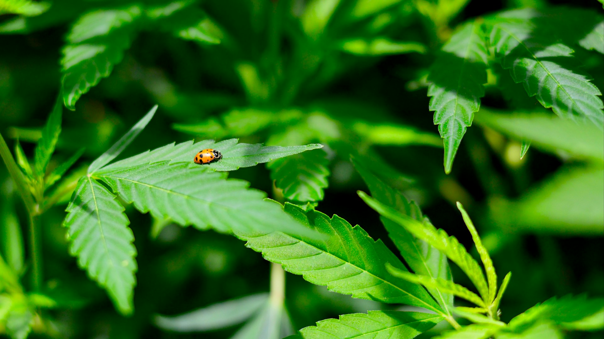 Ziggy's Naturals Cover Photo