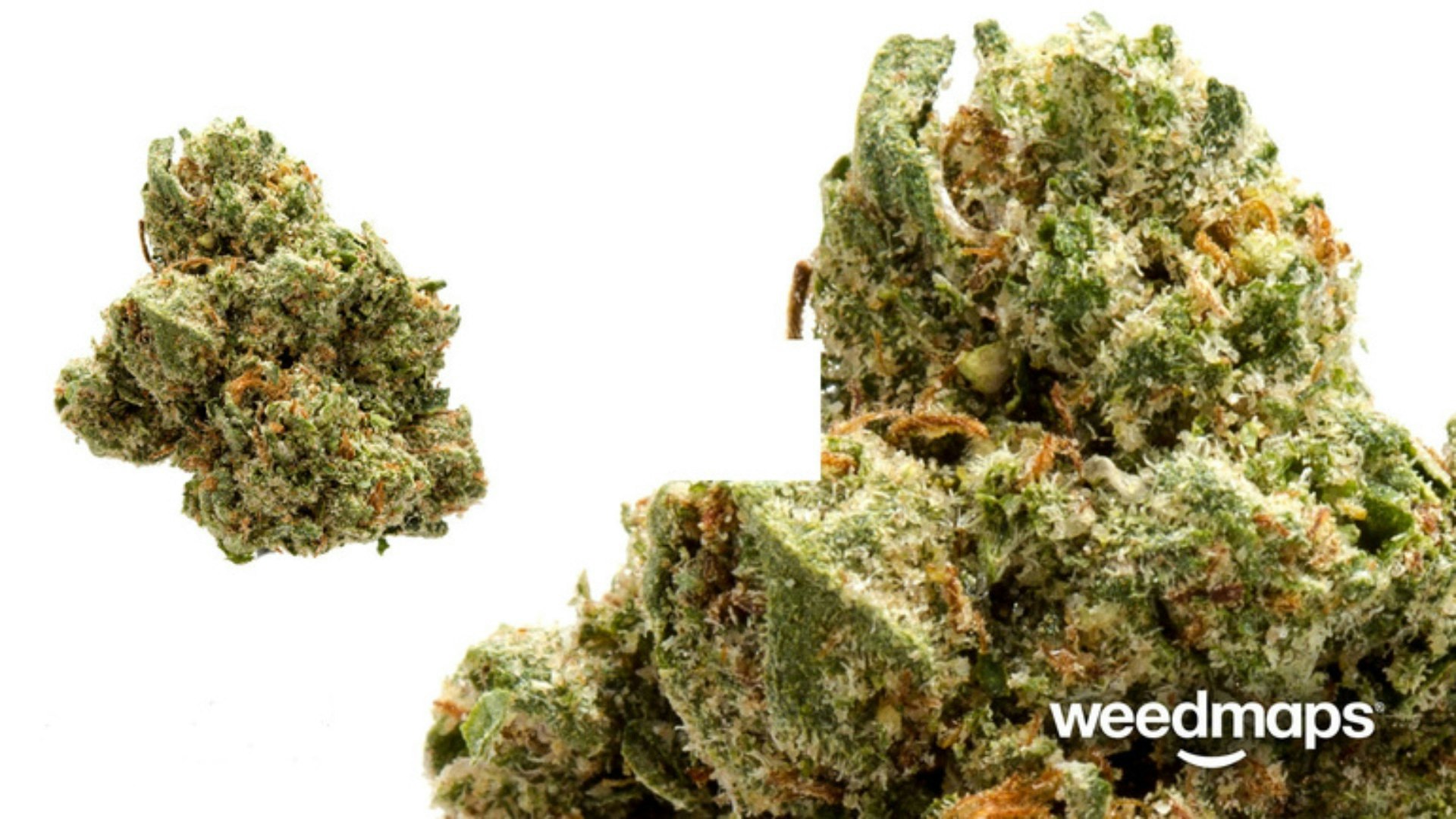 Blazing Ape OG Kush Cover Photo