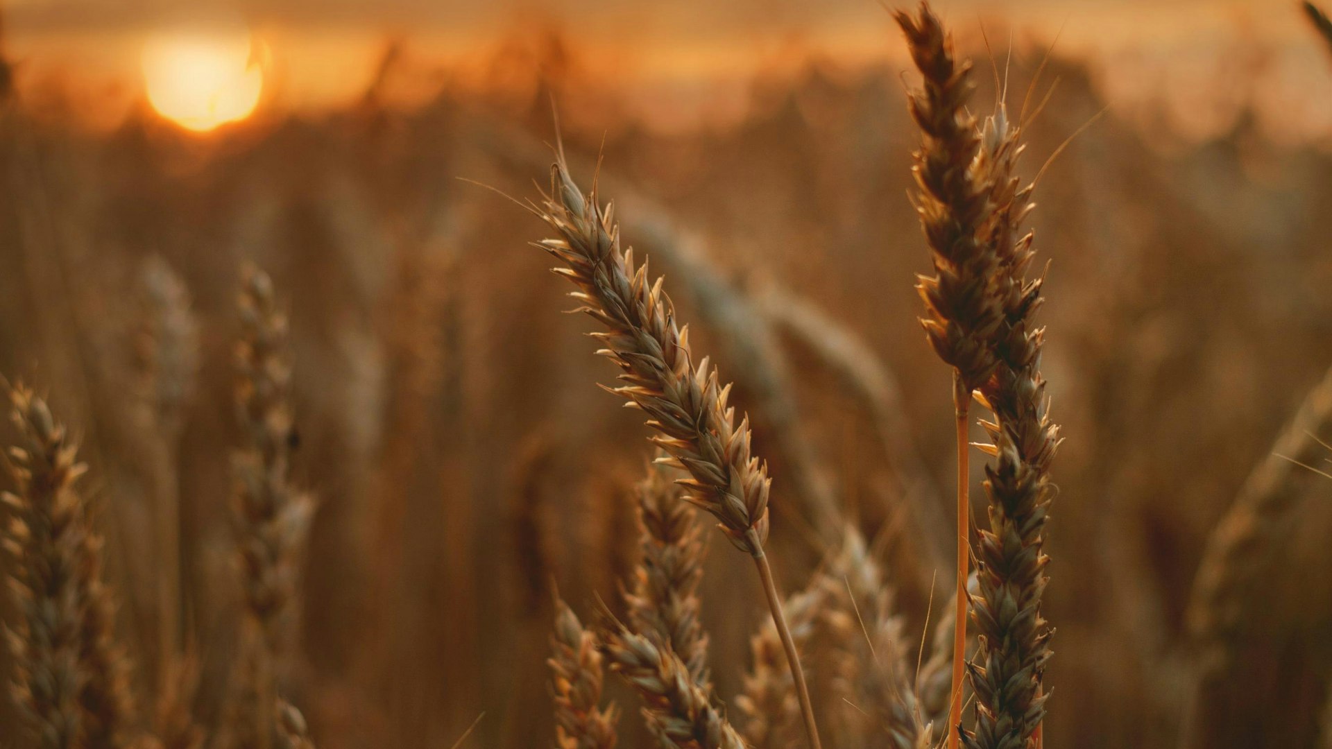 Farmstead Cover Photo