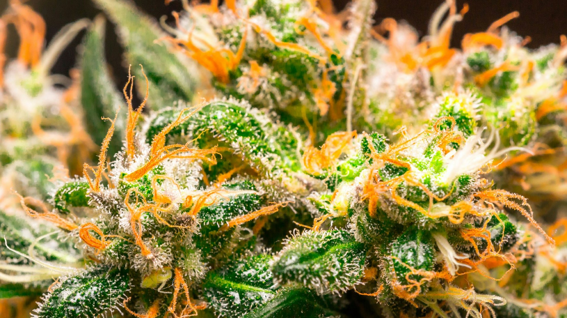 Top Shelf Toker Cover Photo