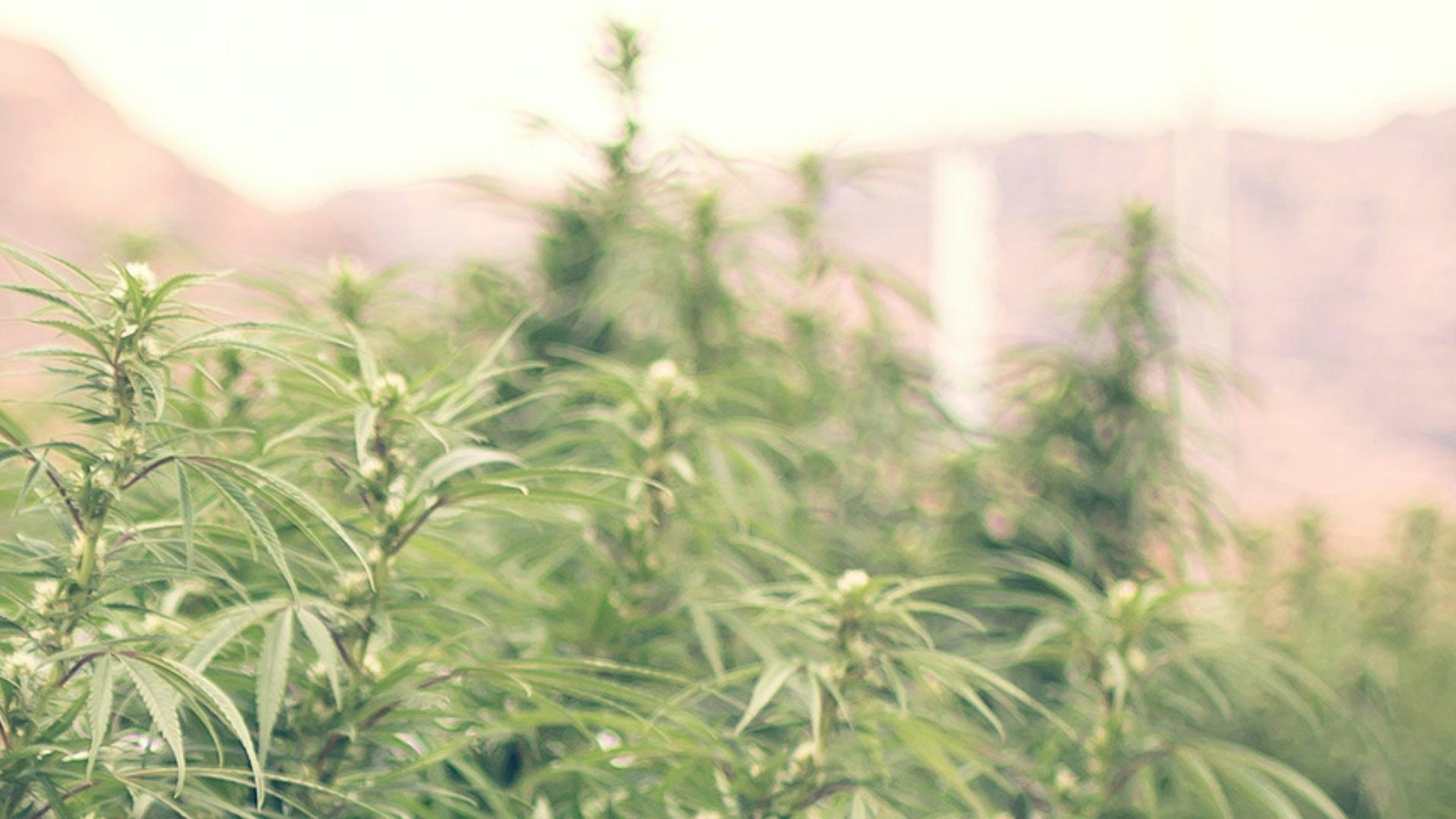 Walden Cannabis Cover Photo