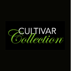 CULTIVAR Sour OG Chem Pre-Roll 1g