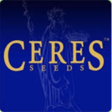 CER-TO-1676 Dragon Balm 1/1