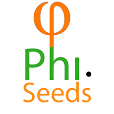 PINCHY'S PRE-PACK FLOWER BIG HEAD (H) 3.5G