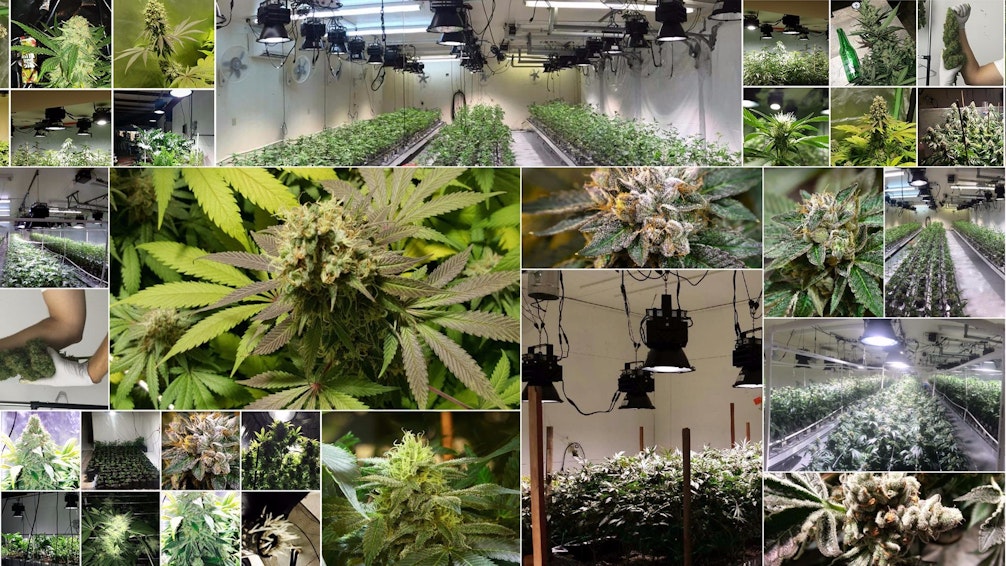 Spectrum King Led Pioneers Of Full Spectrum Led Grow Light