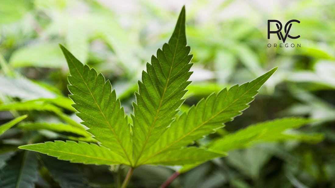 Rogue Valley Cannabis - West Main