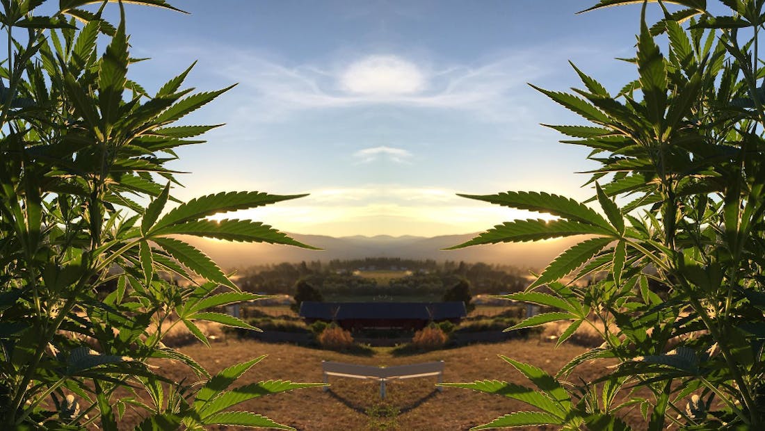 Oasis Cannabis - Newberg