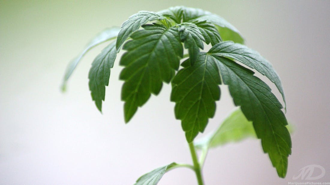 7 Stars Holistic Healing Center - Richmond