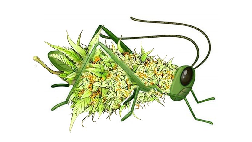 Grasshopper Cannabis Company