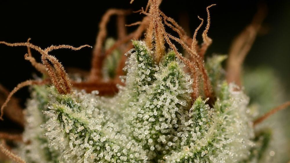 Rooted In Trinidad Menu Leafly