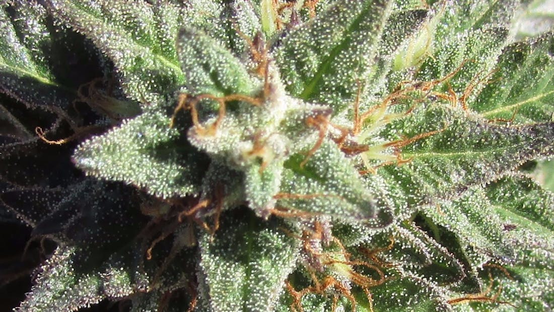 Cannabaska