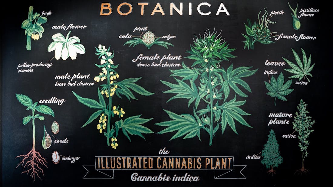 Botanica