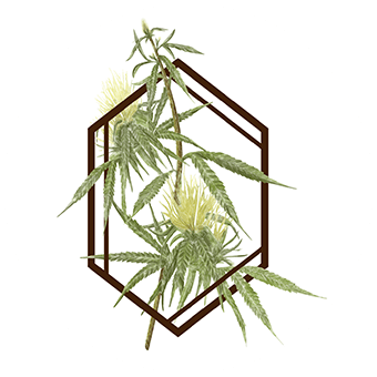 The Botanist - Worcester (Adult Use & Med)