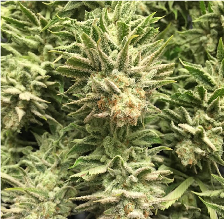 Cannabist Lowell (Medical)