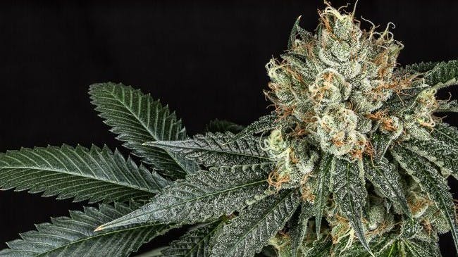 Southern Oregon Cannabis Connection - Grants Pass