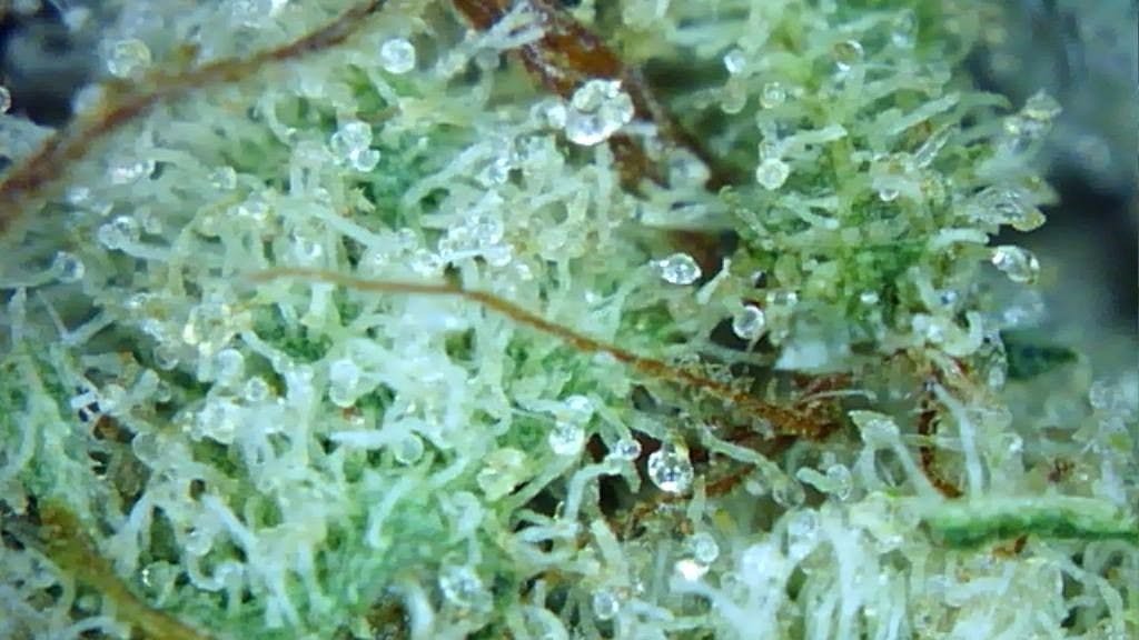 Three Rivers Dispensary Pueblo
