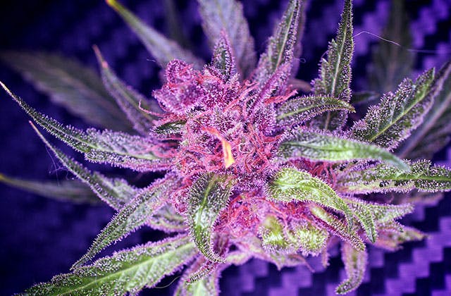 High Valley Retail Cannabis