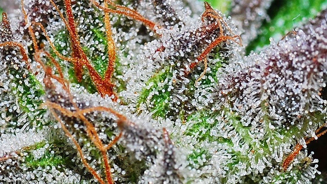 NuVue - Colorado Springs