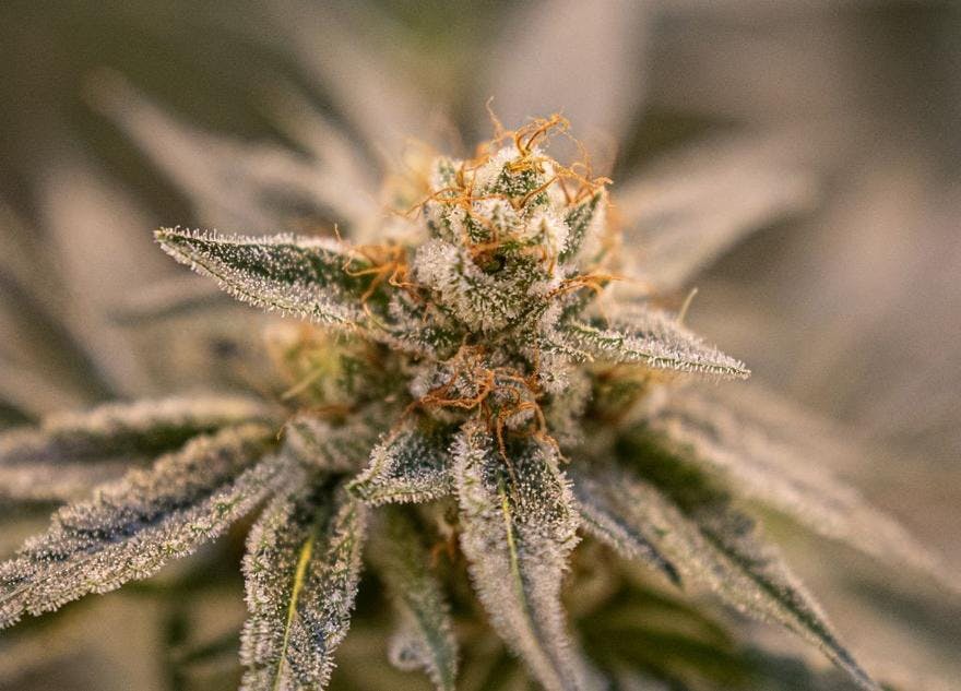Stability Cannabis