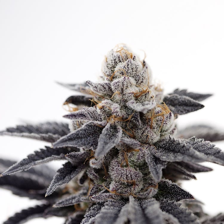 The Heirloom Collective Menu Leafly