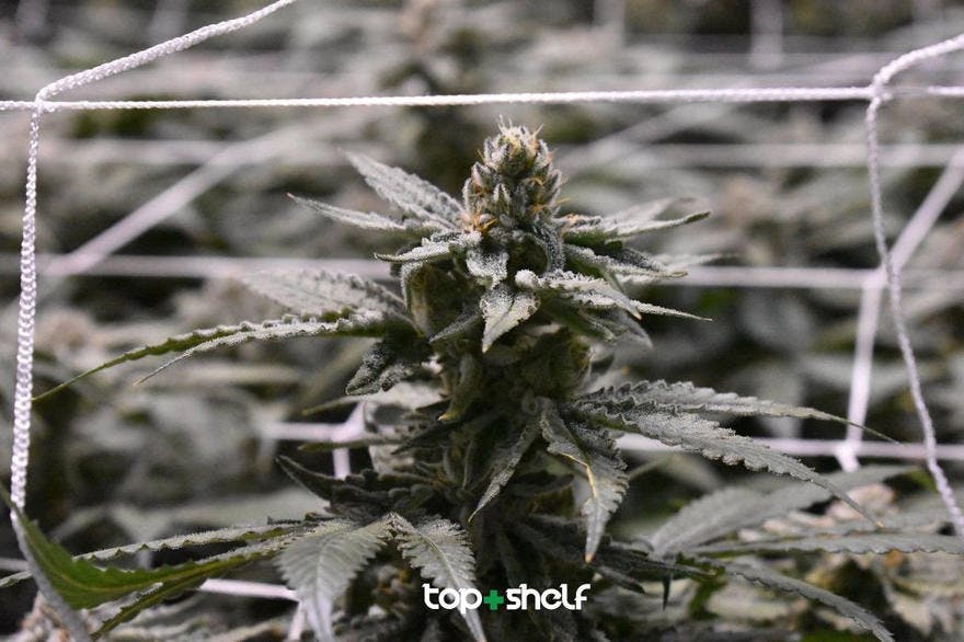 Top Shelf, LLC