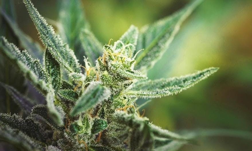 Doc's Apothecary - Northglenn / North Denver