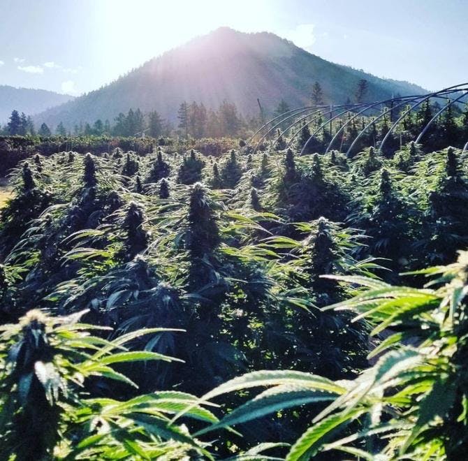 Breeze Botanicals - Ashland