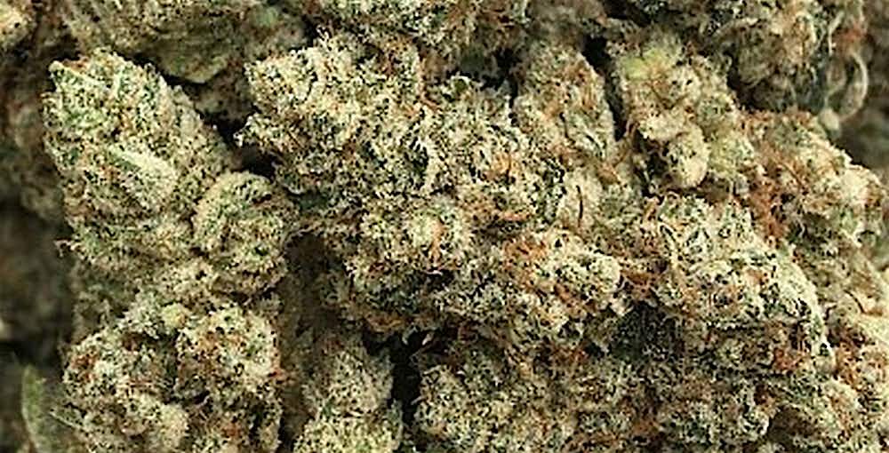 Dispensary Near Me