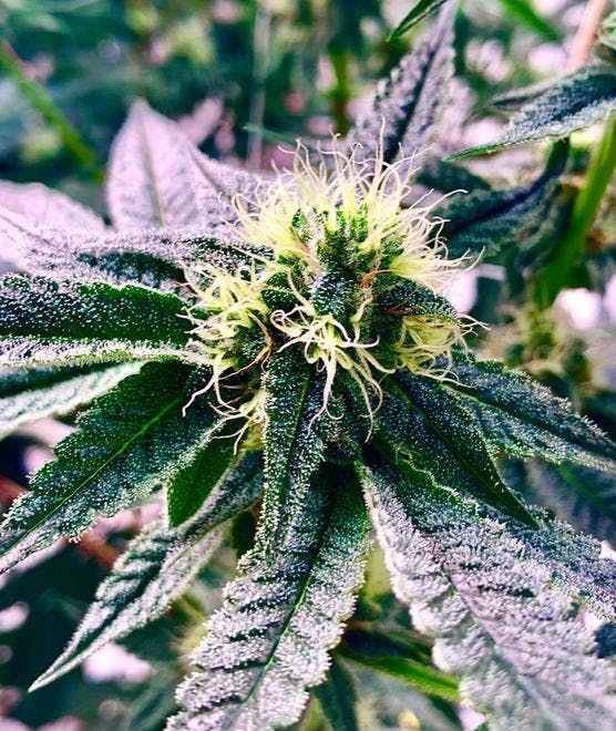 Sunnyside Dispensary – Fall River (Medical)