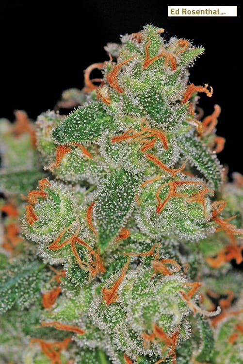 Newe Cannabis
