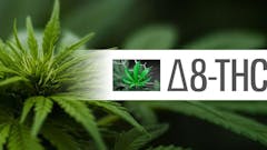 THC DELTA 8 CARTS - 3 PACK SALE