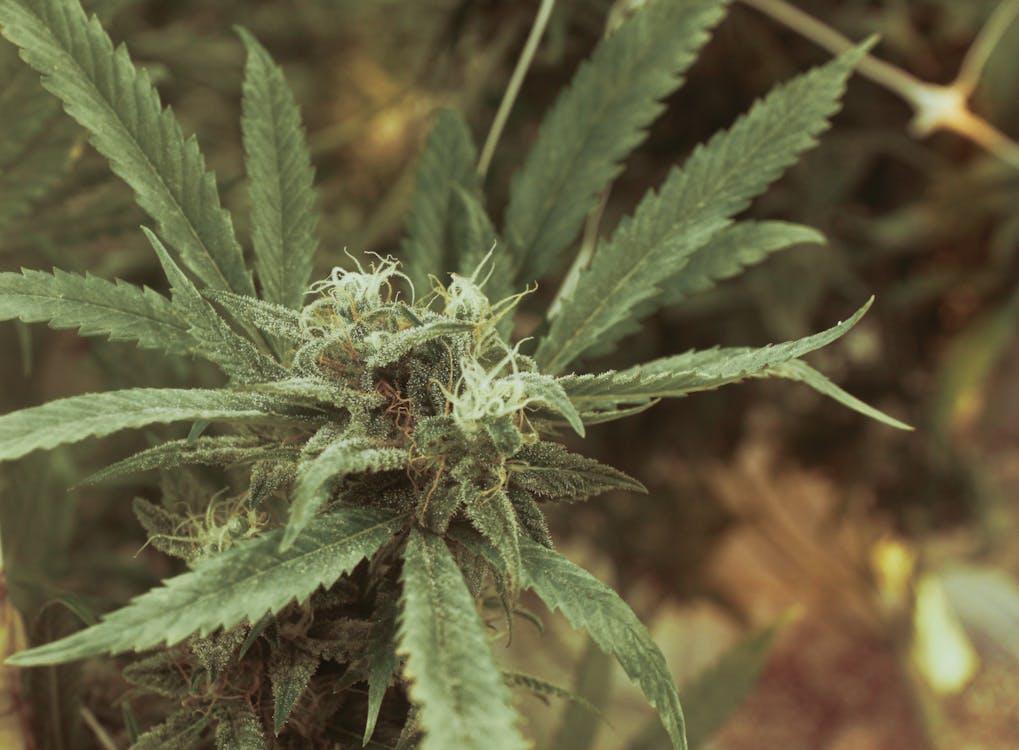 Cross Genetics Recreational