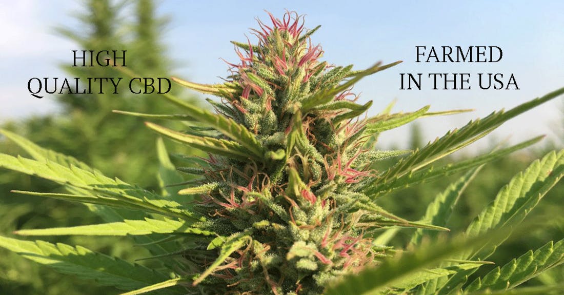 The Hempest - CBD