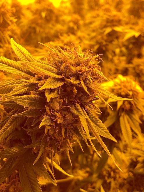 Curaleaf - Glendale (Medical)