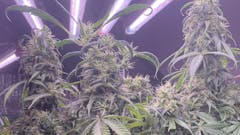 Happy buds 🥳