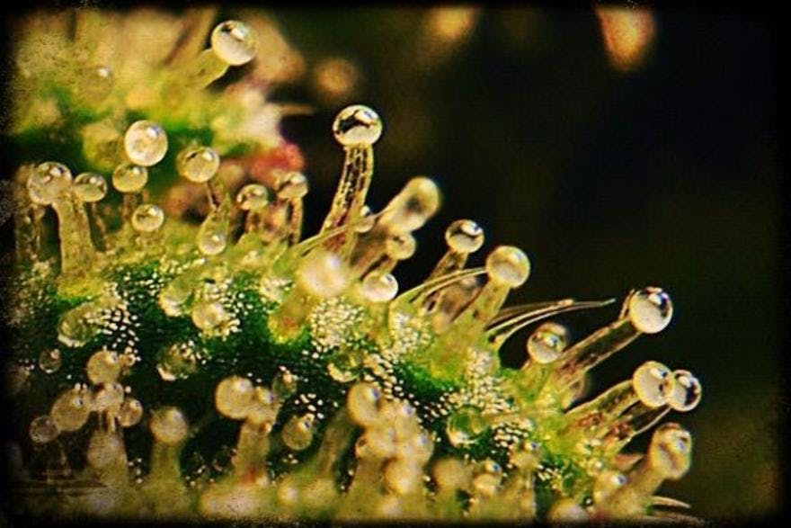 Dockside Cannabis in Ballard
