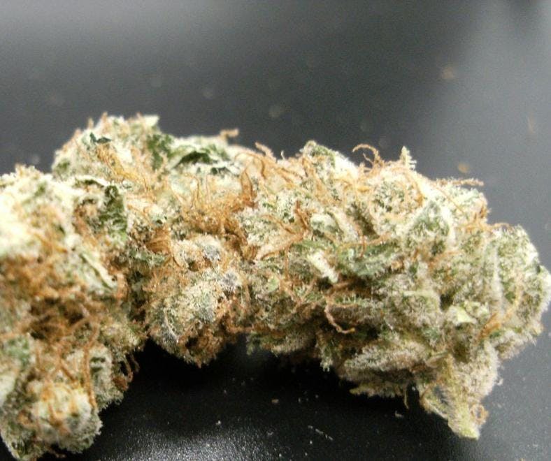 Arctic Herbery